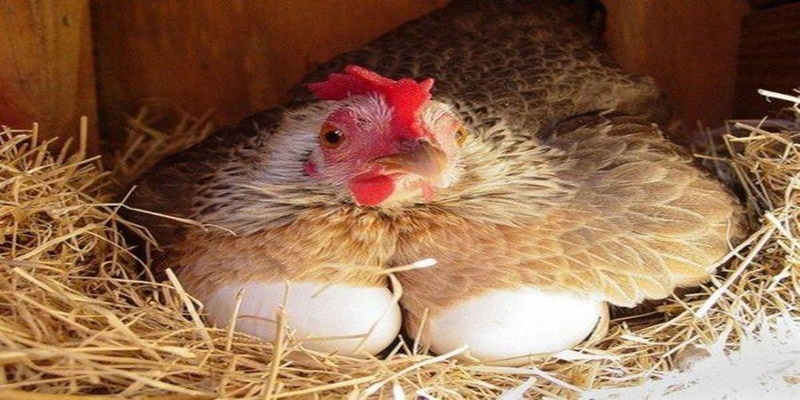 Mơ thấy gà đẻ đúng 2 quả trứng Mơ thấy gà đẻ đúng 2 quả trứng