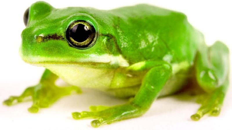 Giải mã ý nghĩa các giấc mơ về ếch Giải mã ý nghĩa các giấc mơ về ếch