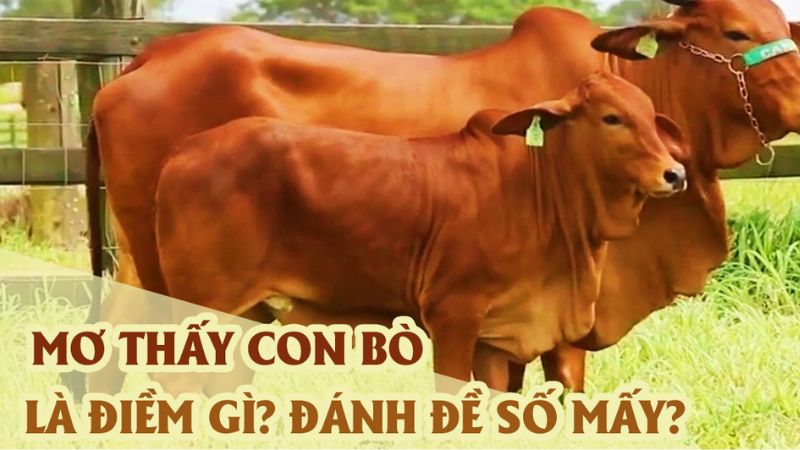 Mơ thấy con bò đánh số nào để dễ thắng? Mơ thấy con bò đánh số nào để dễ thắng?