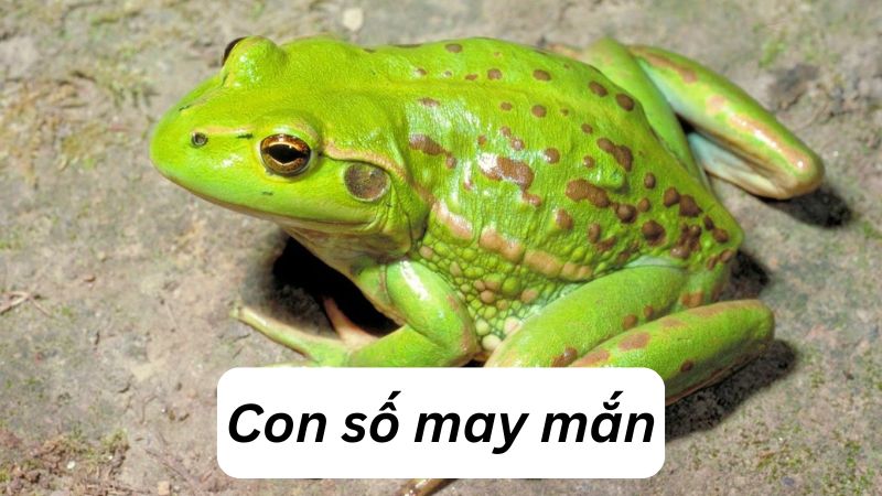 Nằm mơ thấy bắt ếch đánh số gì? Chi tiết các số Nằm mơ thấy bắt ếch đánh số gì? Chi tiết các số