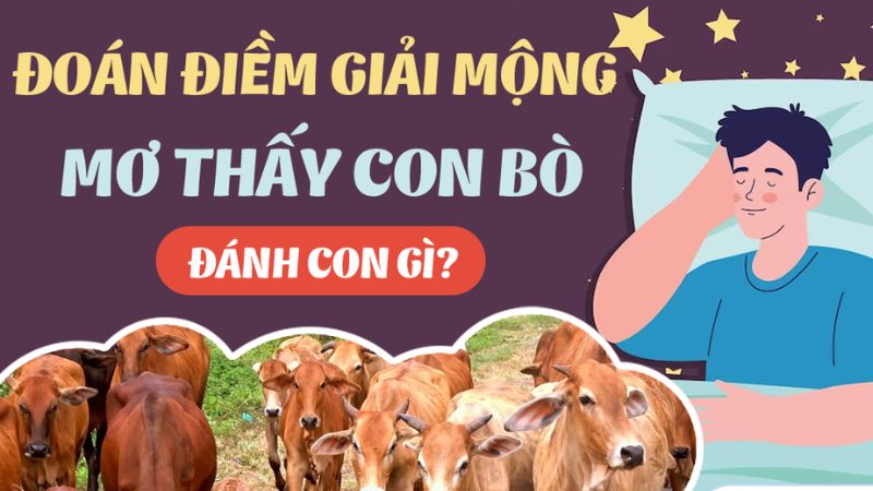 Mơ về đàn bò thì đánh số mấy? Điềm lành hay điềm dữ Mơ về đàn bò thì đánh số mấy? Điềm lành hay điềm dữ