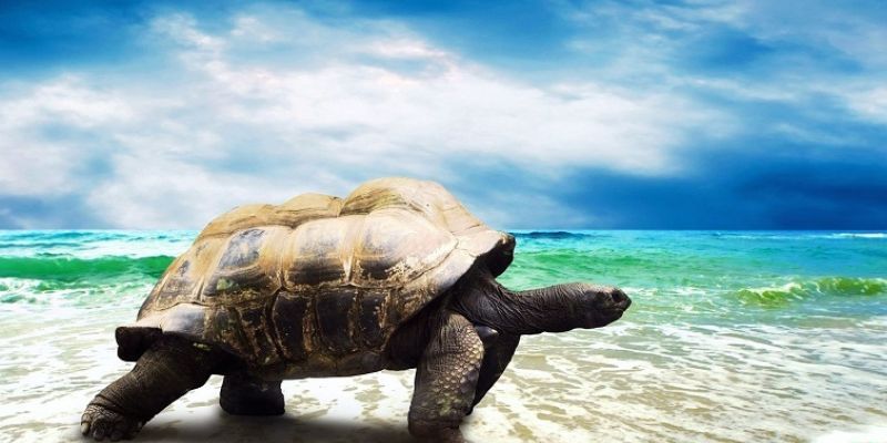 Nằm mơ thấy rùa mang nhiều ý nghĩa Nằm mơ thấy rùa mang nhiều ý nghĩa